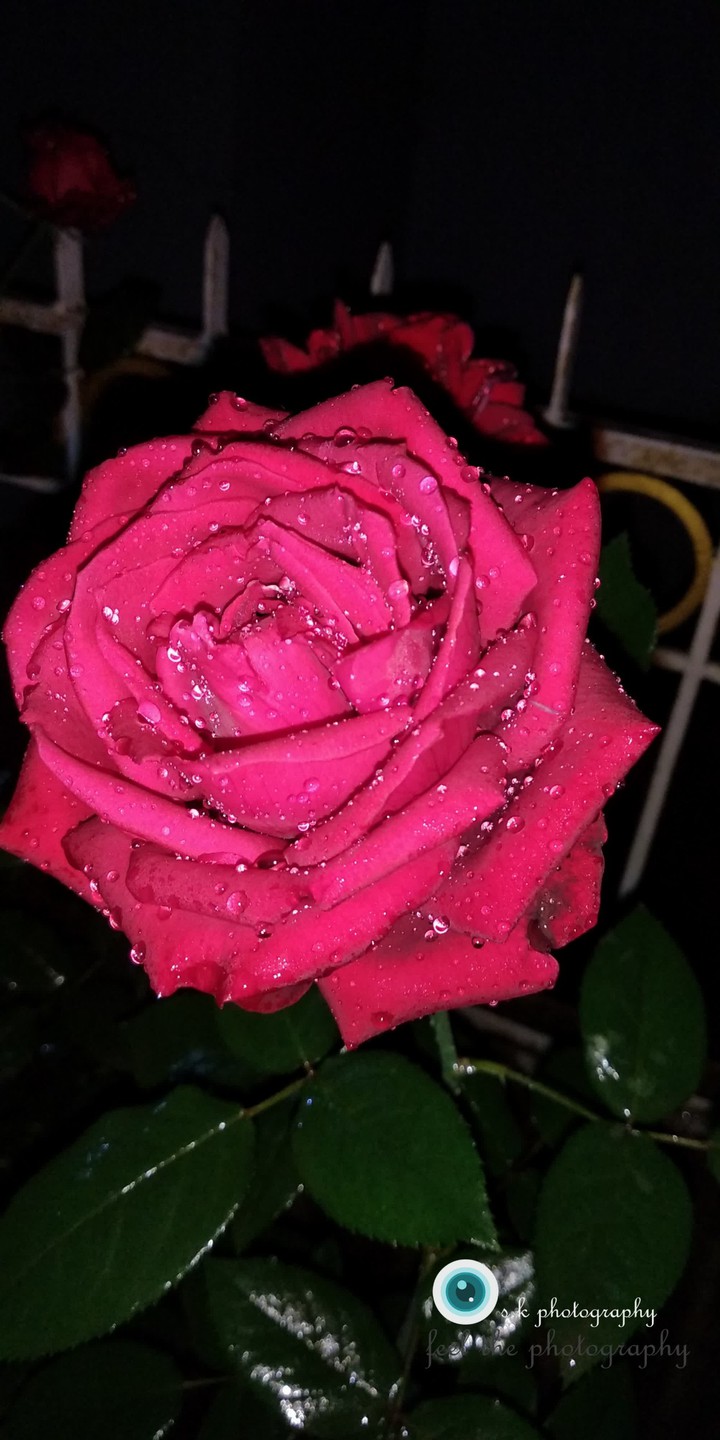 glowing flower