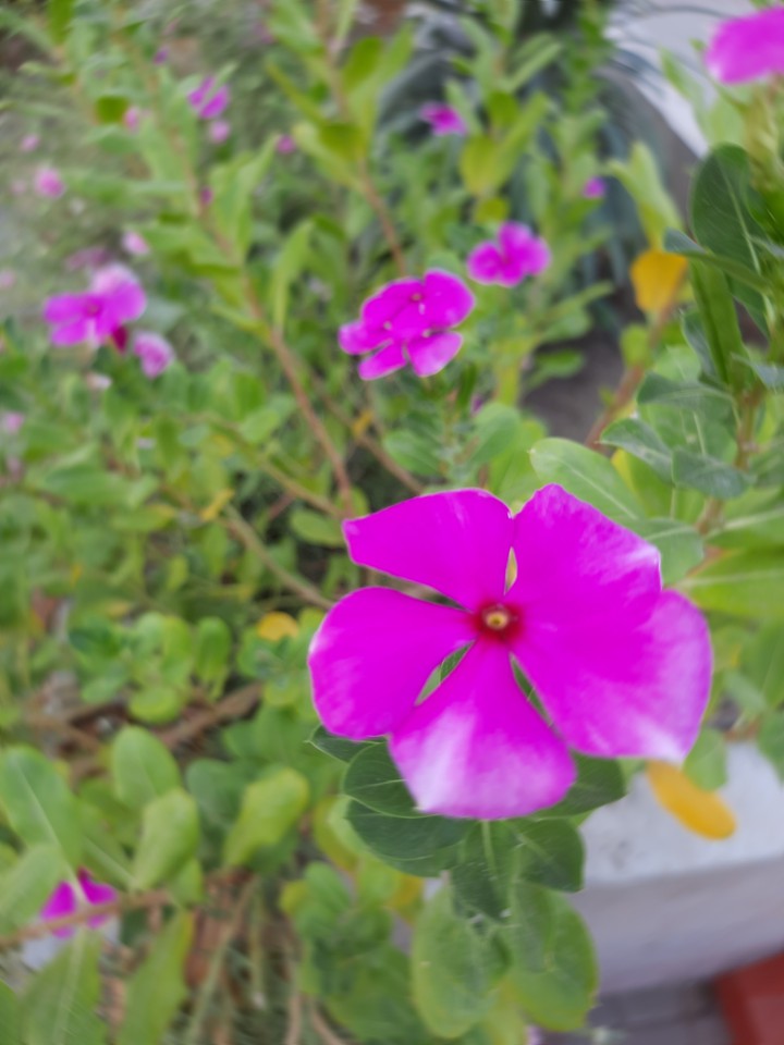 Magenta