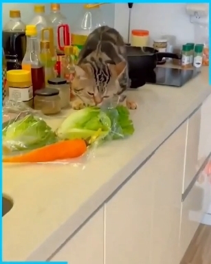 Cat ❤️