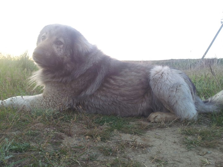 Crimean Dog