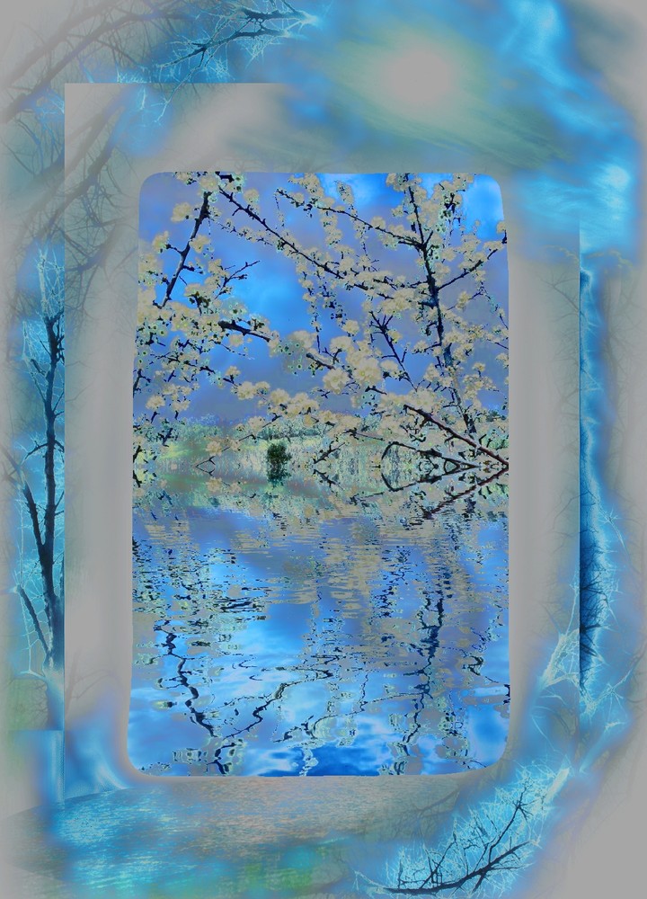 flowers in the lake