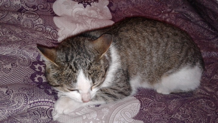 котя