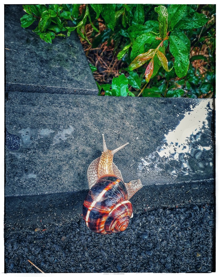 snail