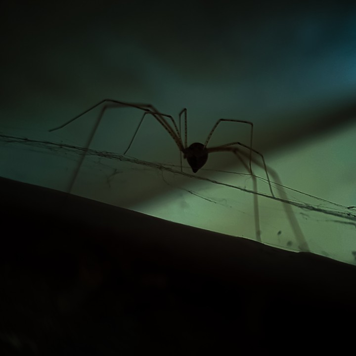 Widow waits in the shadows.