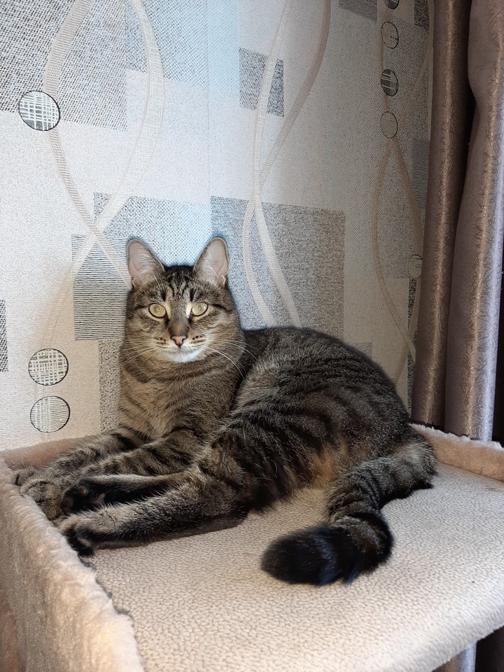 кот