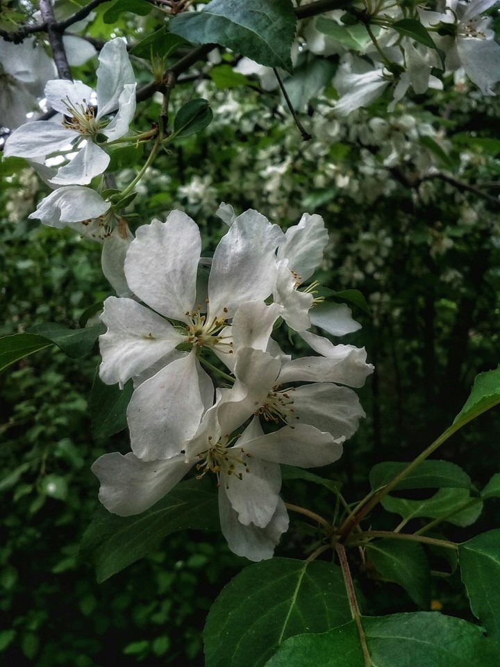 Spring