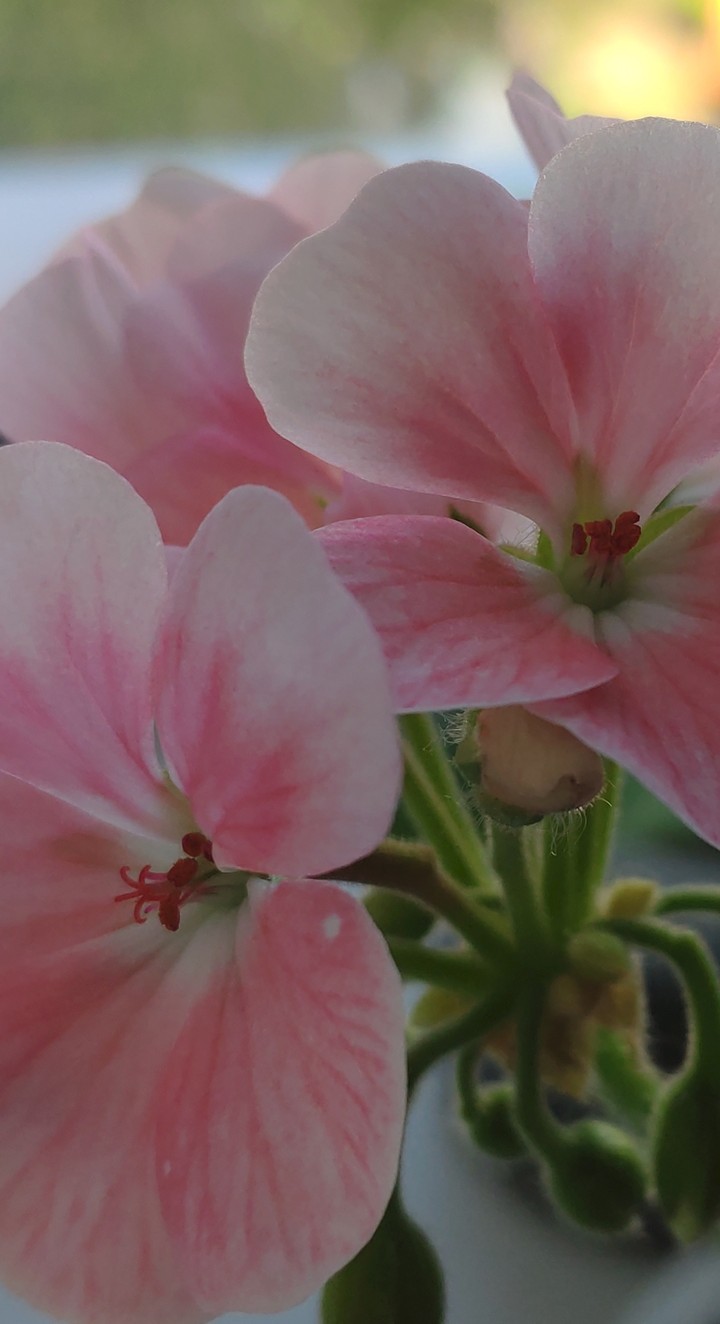 pink flowers
