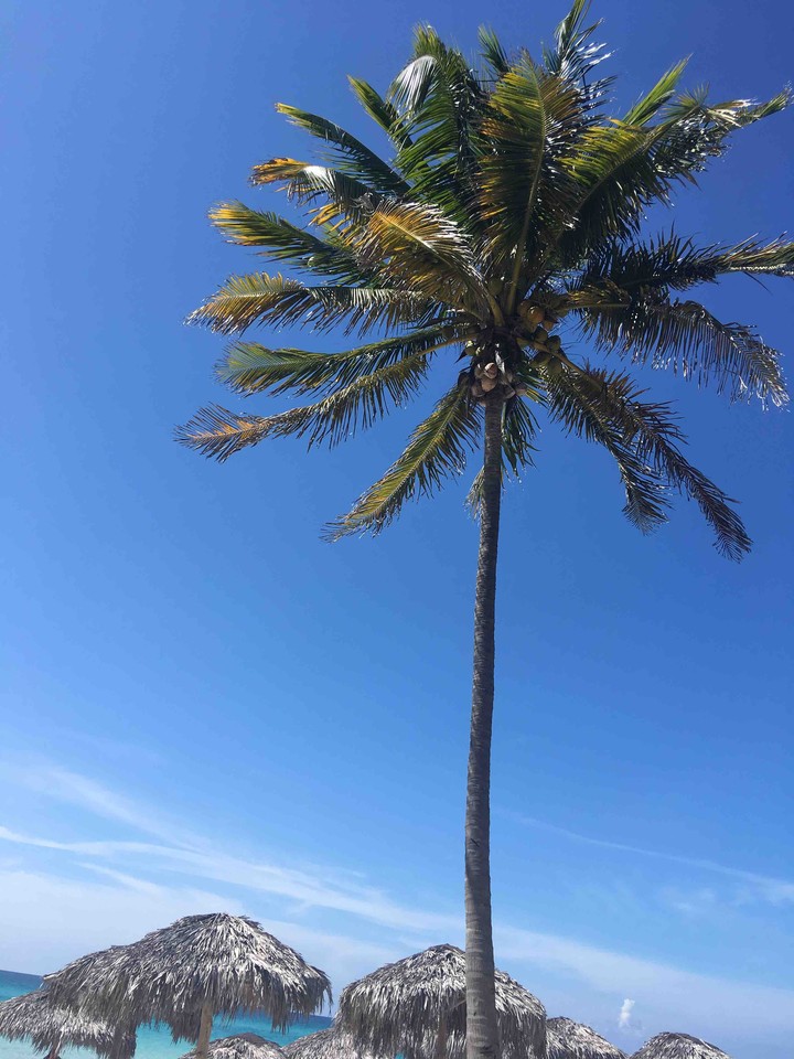 Palm tree