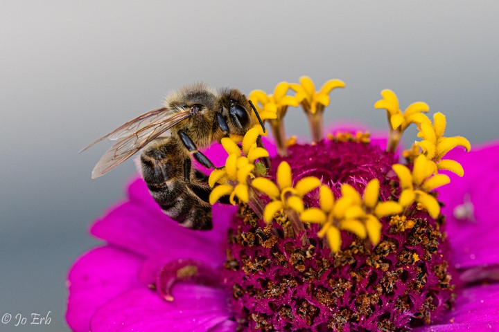 Biene auf Pink und Gelb
