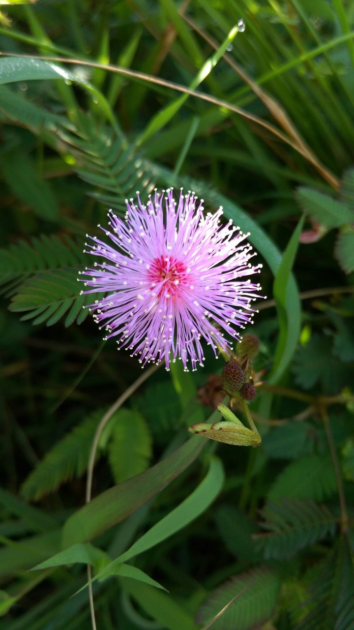 Mimosoideae