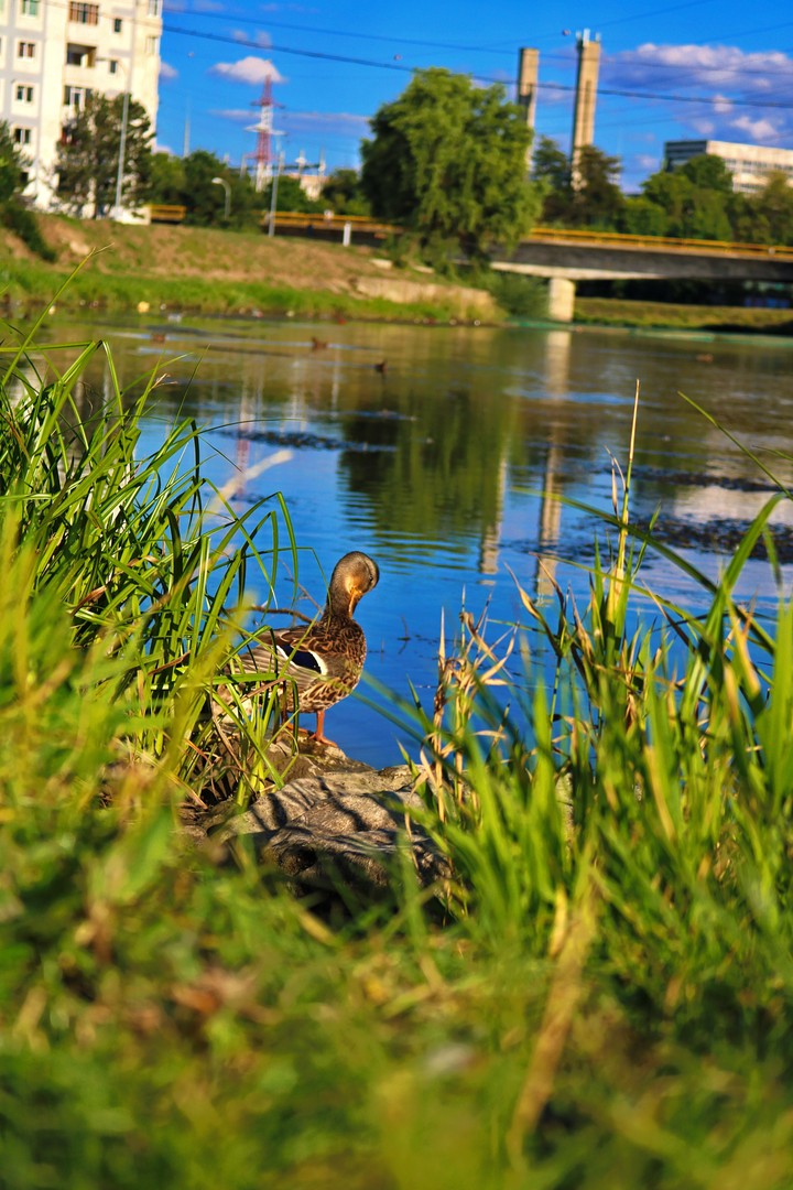 duck is a little