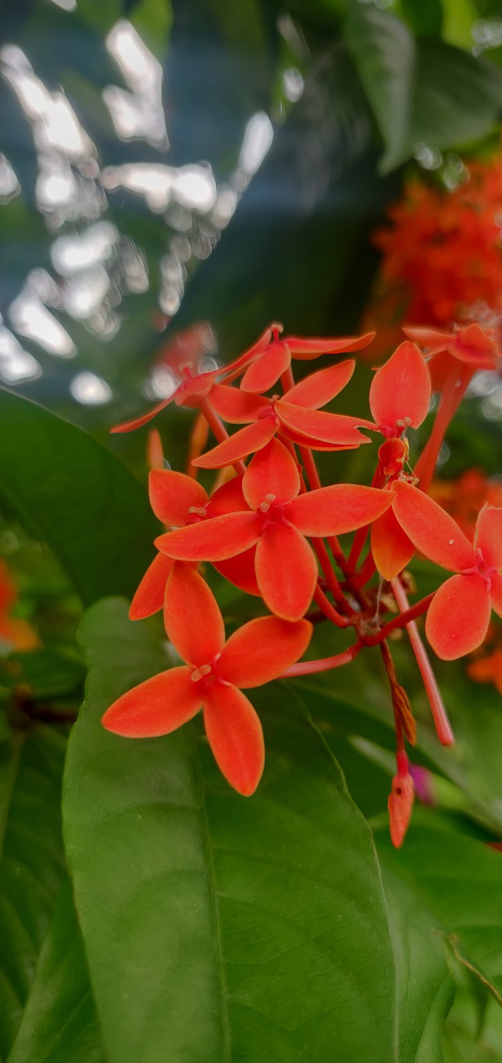 রঙ্মন