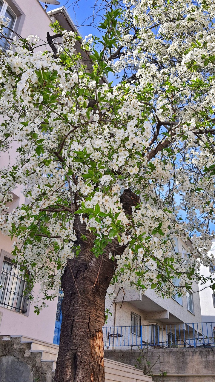 spring