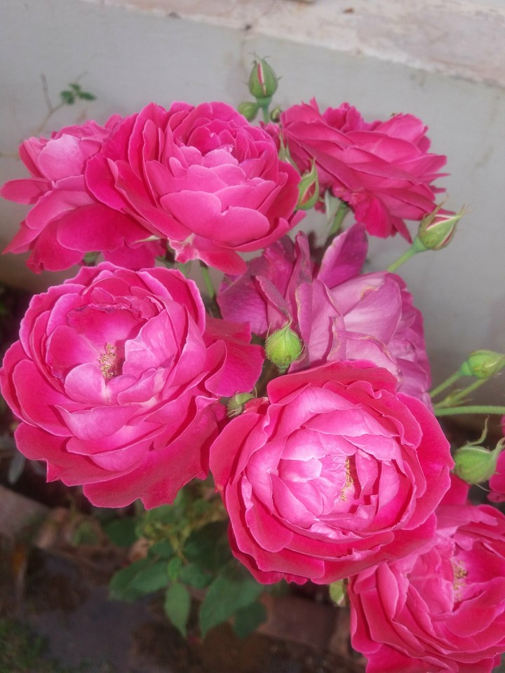 rose