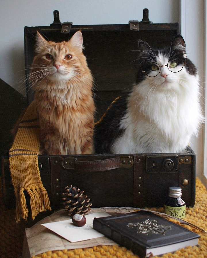 Котики~