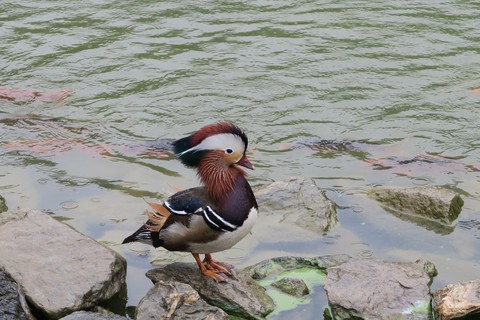Mandarin duck
