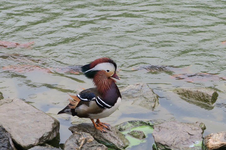 Mandarin duck