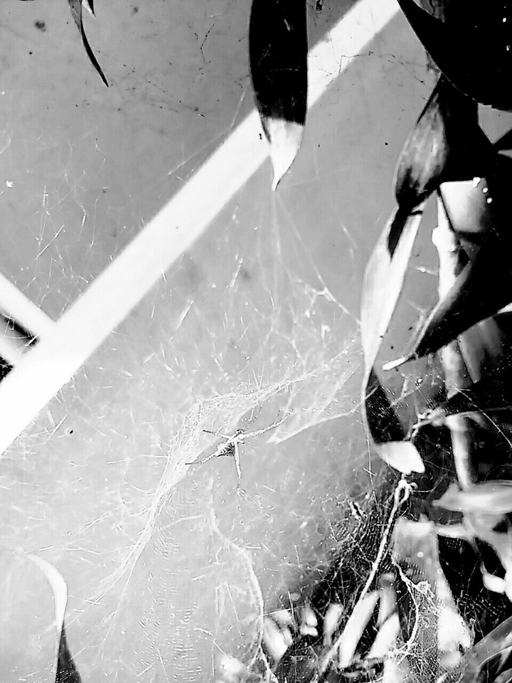 Spider