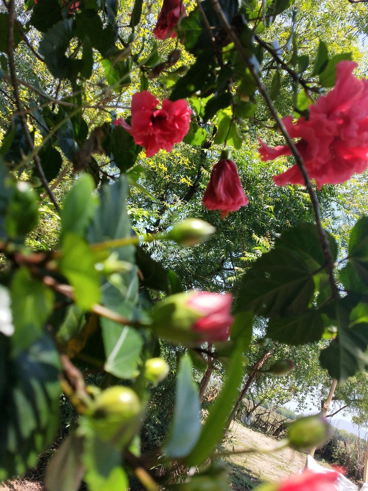flowers