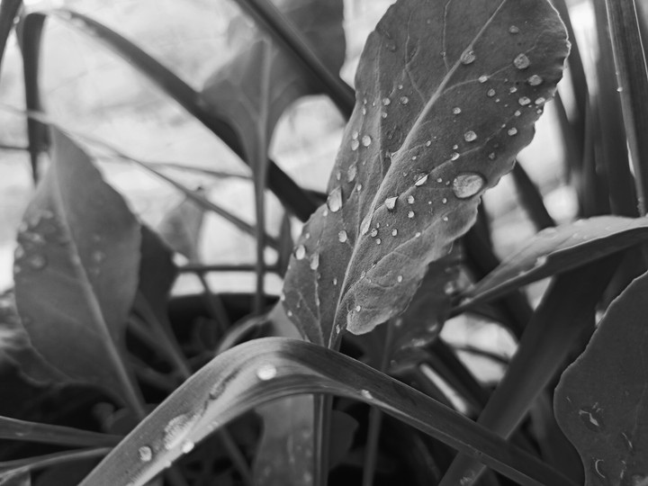 Dewdrops