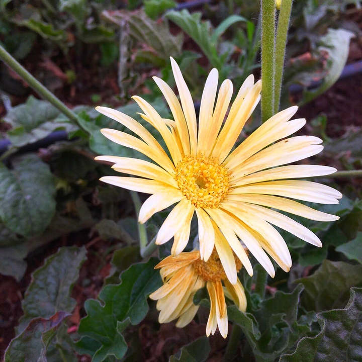 Oxeye Daisy