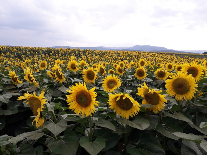 Happy sunflowers