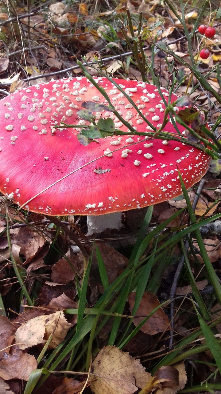 mushroom