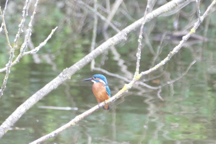Kingfisher