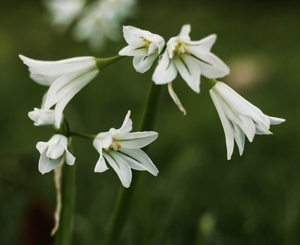 sfondi wildflower, flower