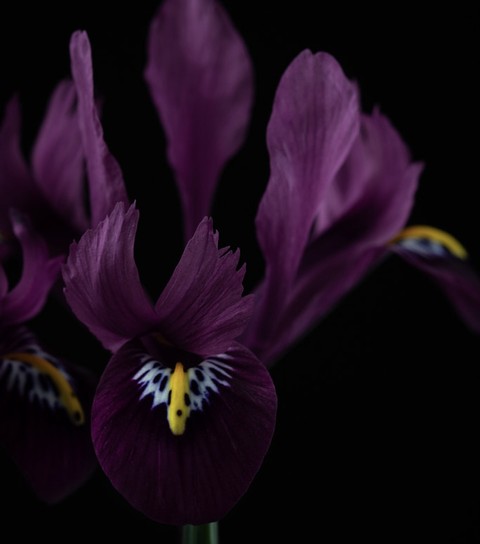 flower, purple桌布