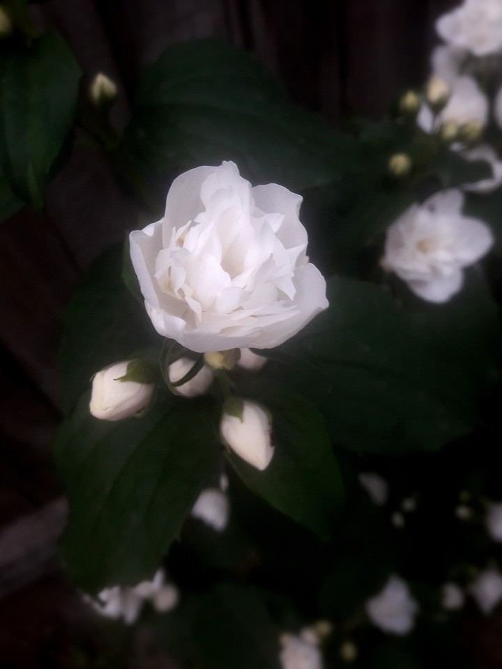 White rose