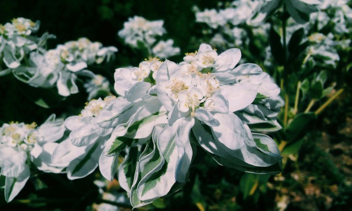 Flowers