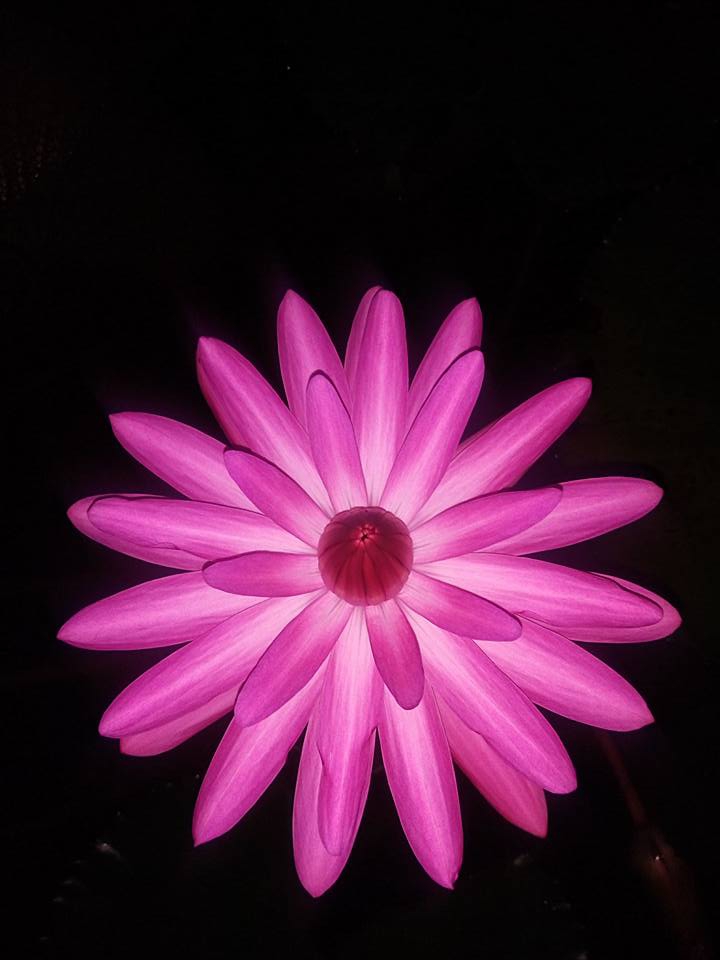 beauty of flower
