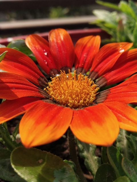 flower