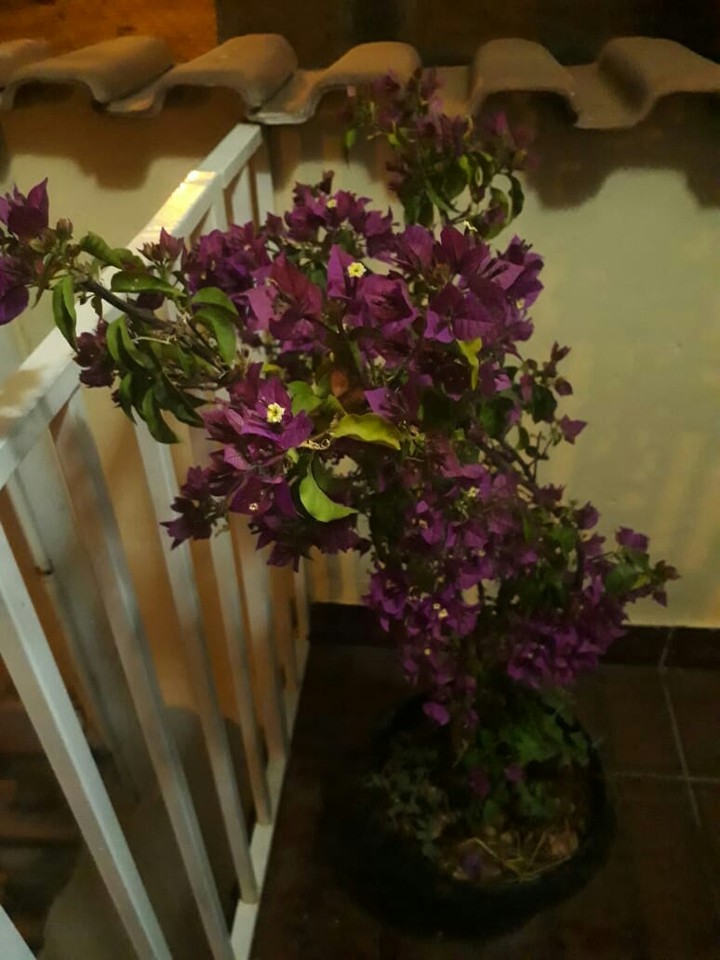 flower