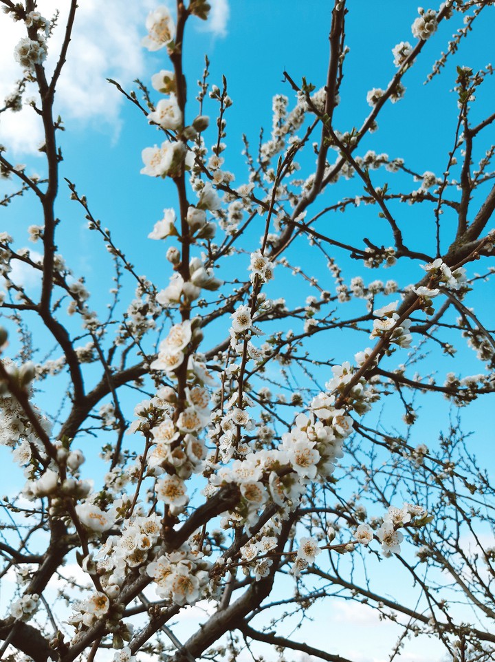 spring sakura