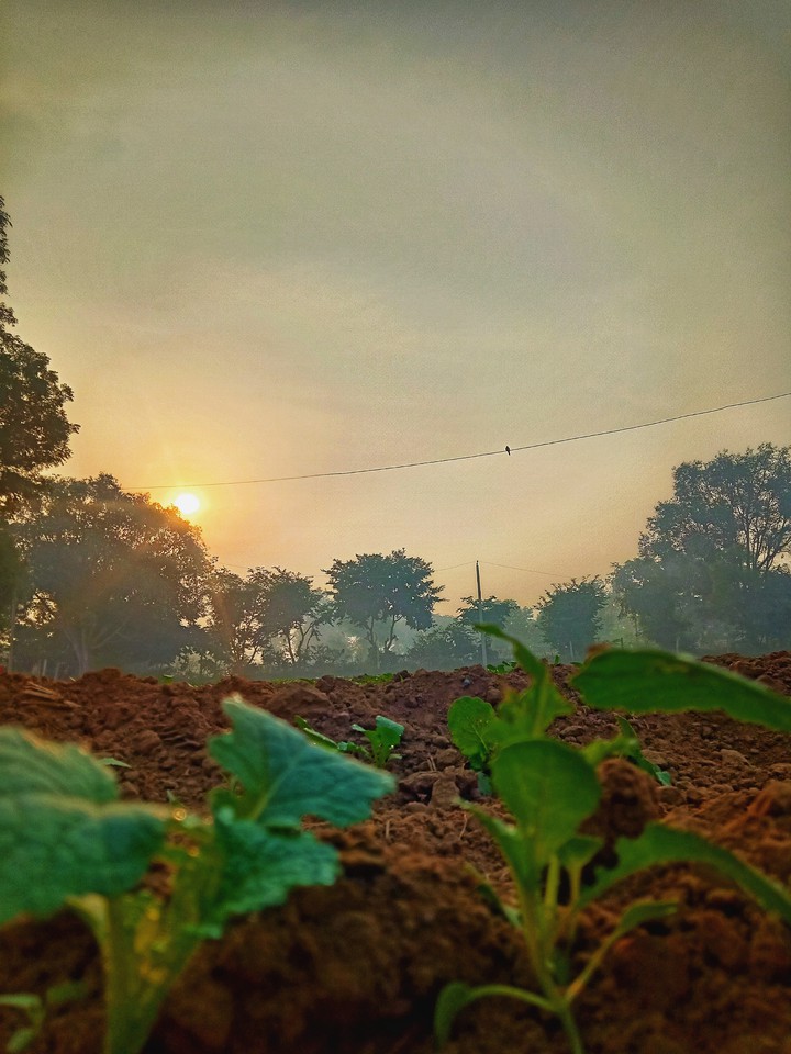 fresh morning