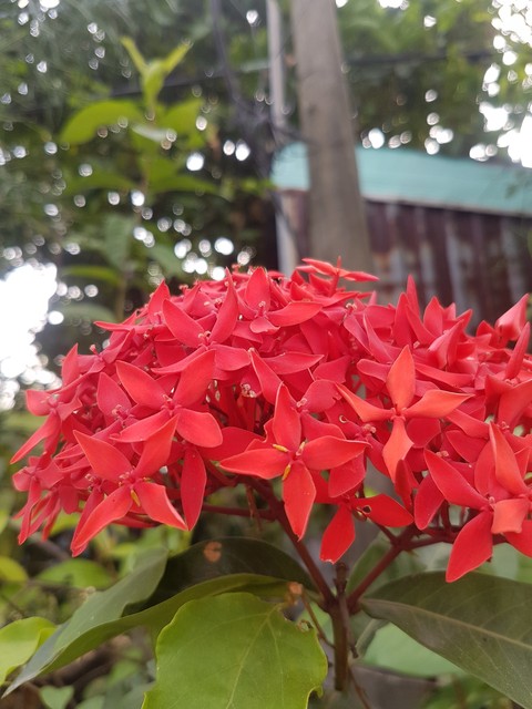 flower