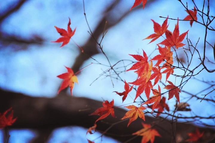 autumn sky