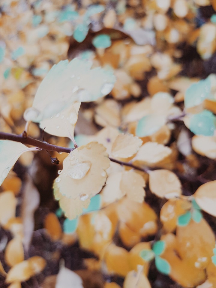 leaves of trees