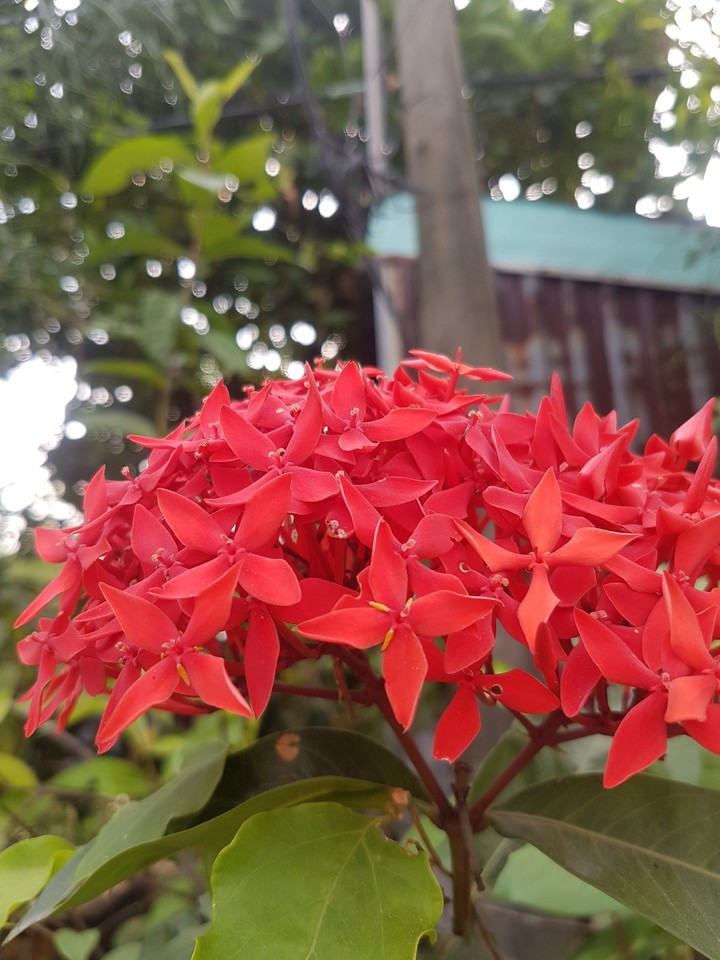 flower