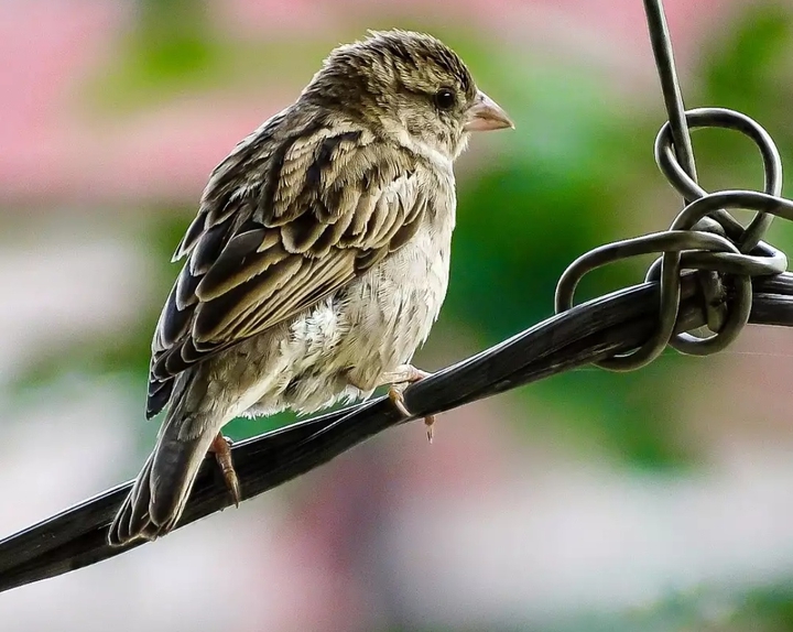 sparrow