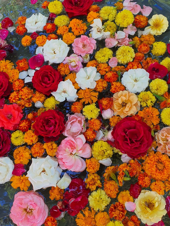 flowers