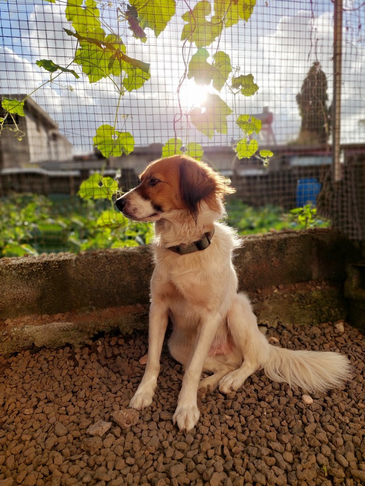 Dog