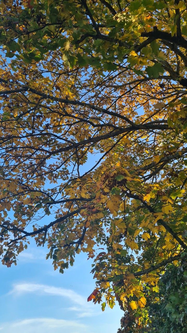 Autumn