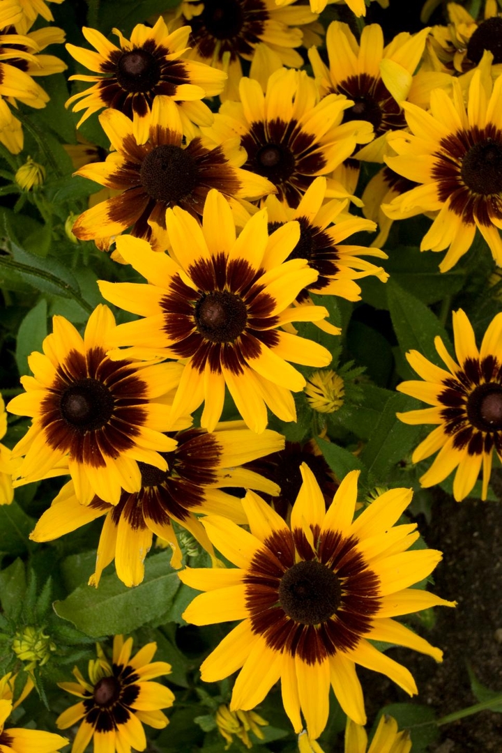 Yellow Flowers