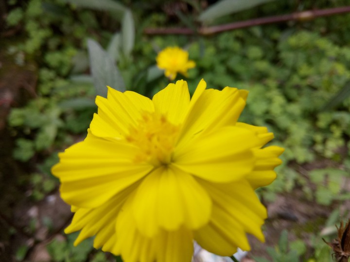 flower