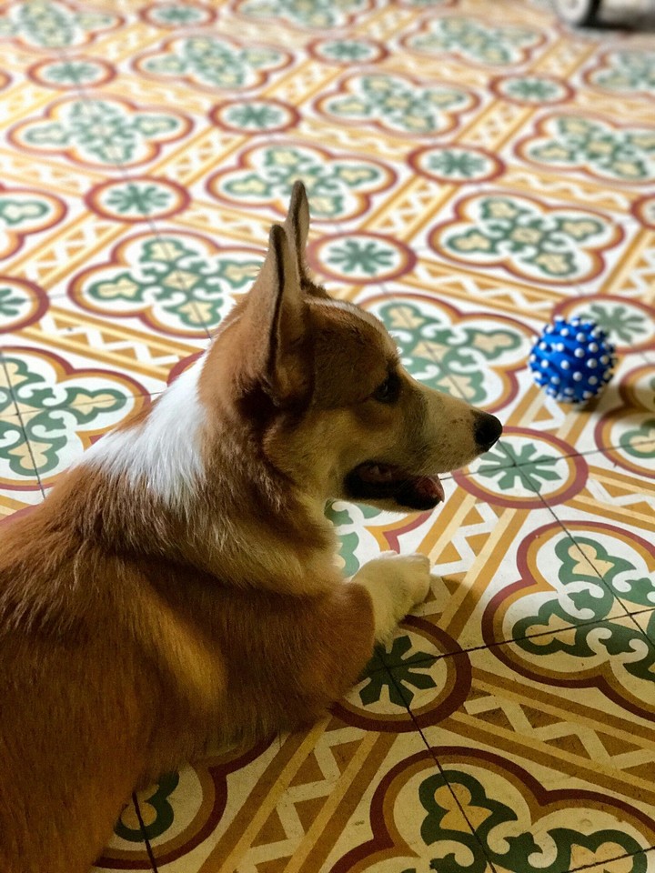 dog on flora ground