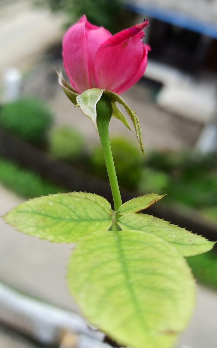 Rose