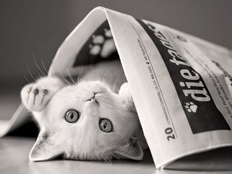 Kitty in a newspaper